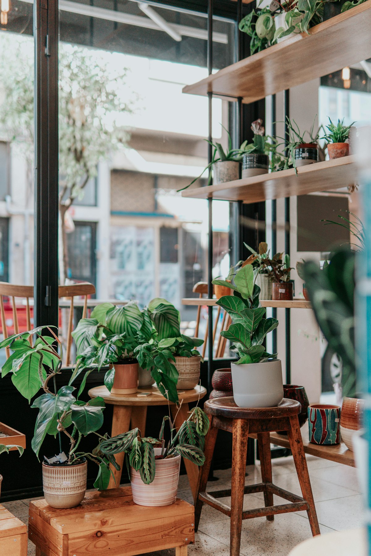 Repisas con plantas de interior en macetas de cerámica